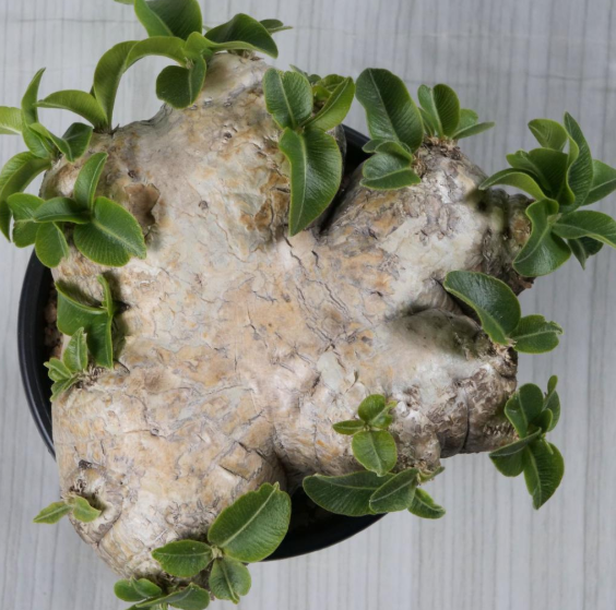 Pachypodium brevicaule 6 Seeds