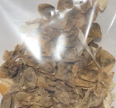 Aloe pillansii 10 Seeds