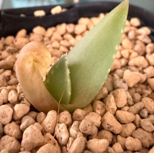 Aloe pillansii 10 Seeds