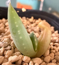 Aloe pillansii 10 Seeds