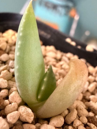 Aloe pillansii 10 Seeds