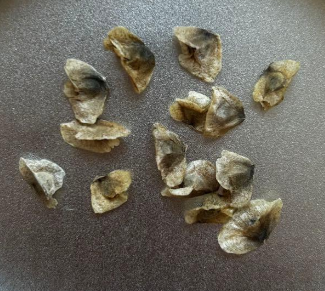 Aloe pillansii 10 Seeds