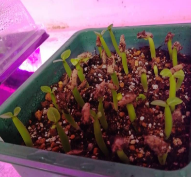Adenium socotranum 7 Seeds