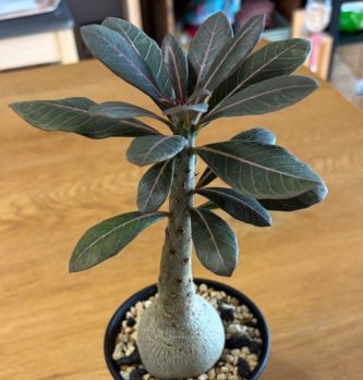 Adenium socotranum 7 Seeds