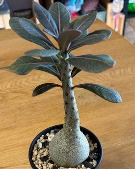 Adenium socotranum 7 Seeds