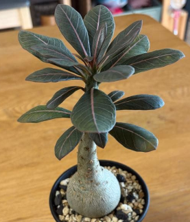 Adenium socotranum 7 Seeds