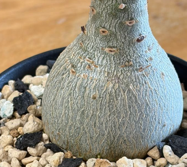 Adenium socotranum 7 Seeds