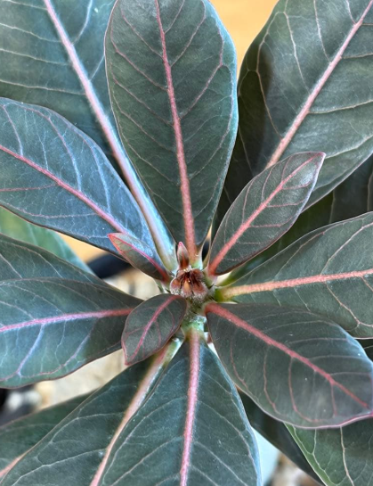 Adenium socotranum 7 Seeds