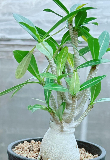 Adenium Thai socotranum 7 Seeds