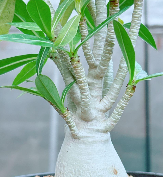 Adenium Thai socotranum 7 Seeds