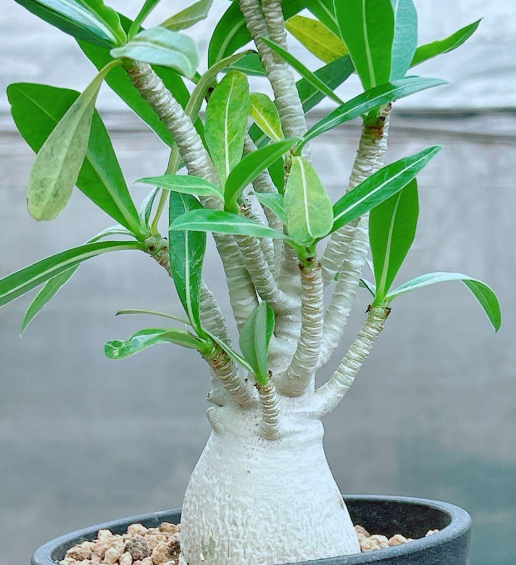 Adenium Thai socotranum 7 Seeds