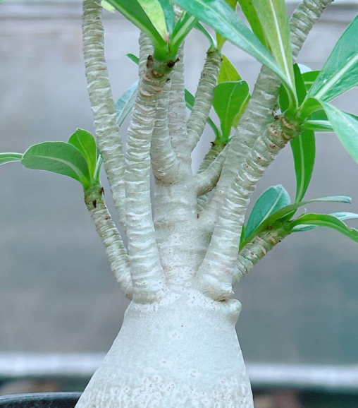 Adenium Thai socotranum 7 Seeds