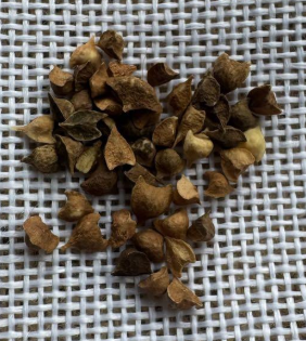 Boswellia rivae 5 Seeds