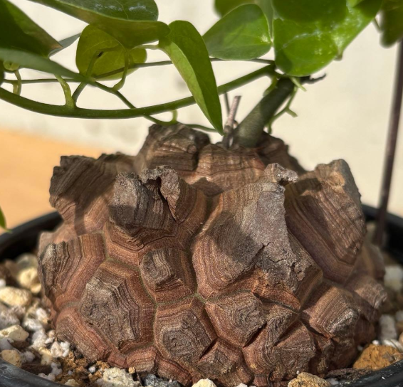 Dioscorea elephantipes 5 Seeds
