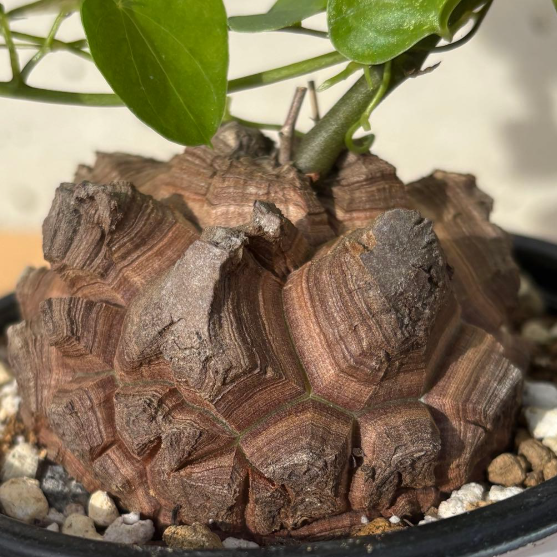 Dioscorea elephantipes 5 Seeds