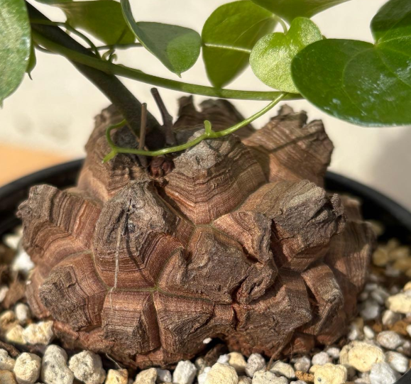 Dioscorea elephantipes 5 Seeds