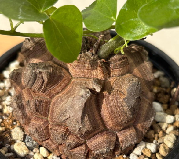 Dioscorea elephantipes 5 Seeds