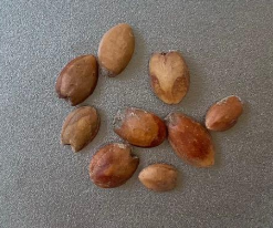 Commiphora holtziana 5 Seeds