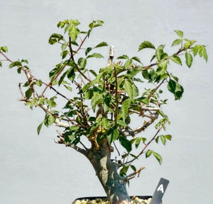 Commiphora holtziana 5 Seeds