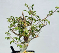 Commiphora holtziana 5 Seeds