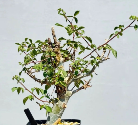 Commiphora holtziana 5 Seeds