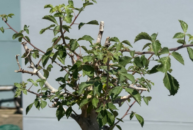 Commiphora holtziana 5 Seeds