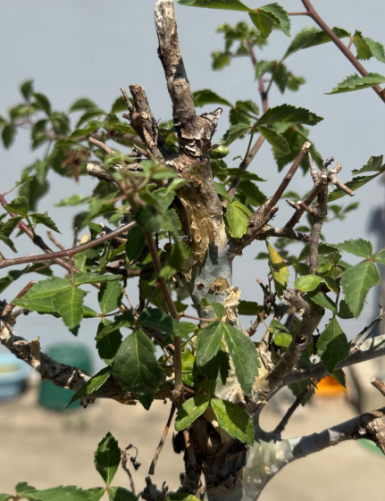 Commiphora holtziana 5 Seeds