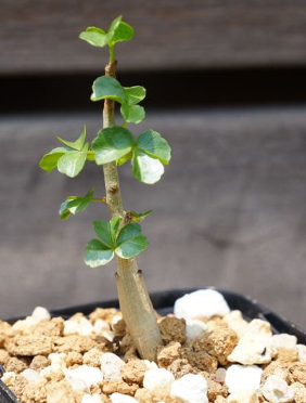 Commiphora capensis 5 Seeds