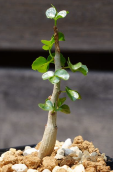 Commiphora capensis 5 Seeds