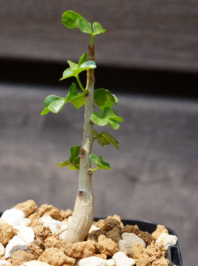 Commiphora capensis 5 Seeds