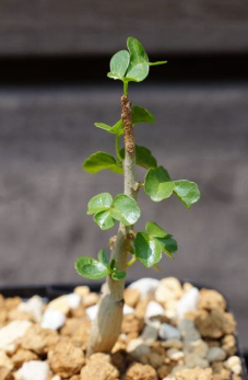 Commiphora capensis 5 Seeds