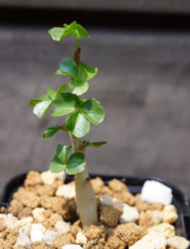 Commiphora capensis 5 Seeds