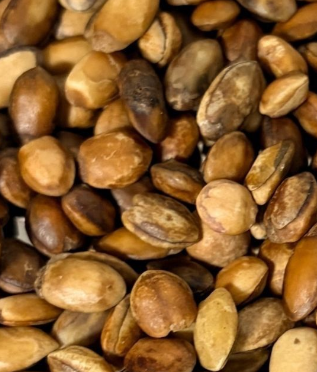 Commiphora eminii 5 Seeds