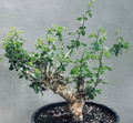 Commiphora eminii 5 Seeds