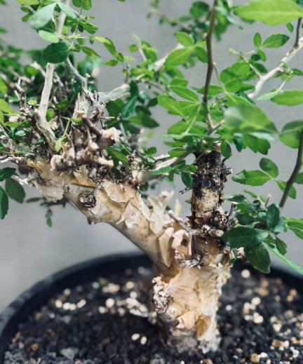 Commiphora eminii 5 Seeds