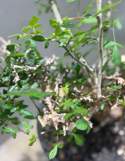 Commiphora eminii 5 Seeds
