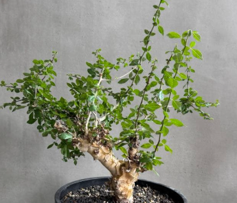 Commiphora eminii 5 Seeds