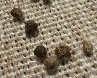 Euphorbia huttonae 10 Seeds