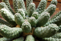 Euphorbia huttonae 10 Seeds