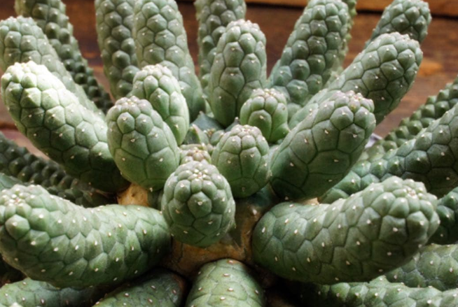 Euphorbia huttonae 10 Seeds