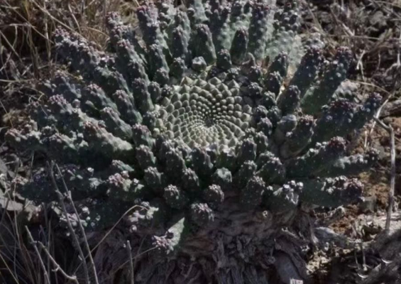 Euphorbia huttonae 10 Seeds