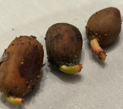Encephalartos horridus 1 Seed