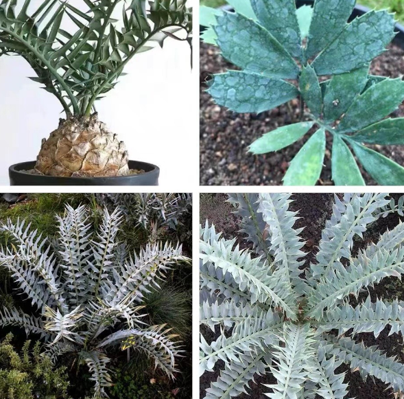 Encephalartos horridus 1 Seed