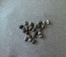 Euphorbia esculenta 10 Seeds