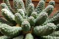 Euphorbia esculenta 10 Seeds