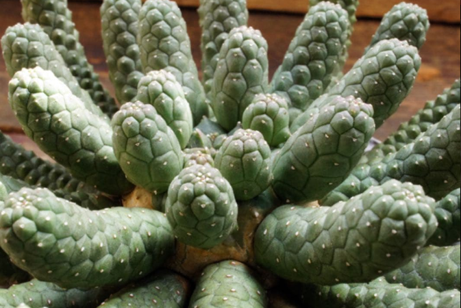 Euphorbia esculenta 10 Seeds