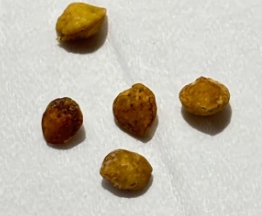 Commiphora monstruosa 5 Seeds