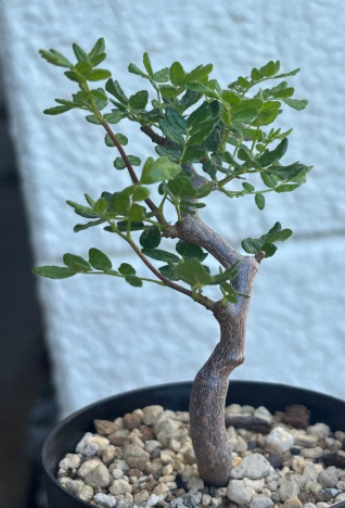 Commiphora monstruosa 5 Seeds