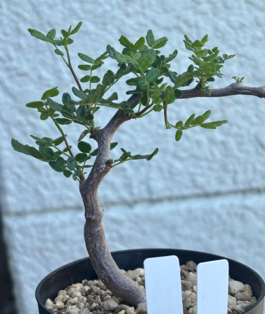 Commiphora monstruosa 5 Seeds