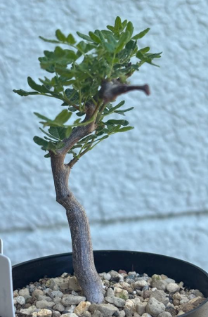 Commiphora monstruosa 5 Seeds